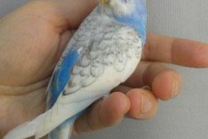 Птенчики волнистых попугаев Город Уфа